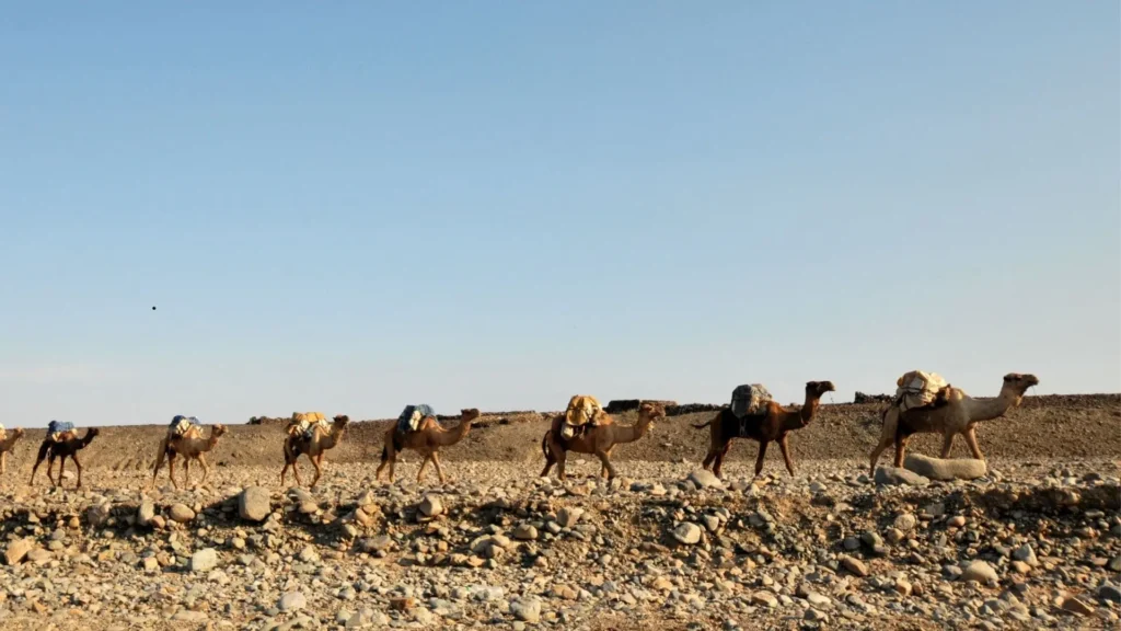 Camel Caravans