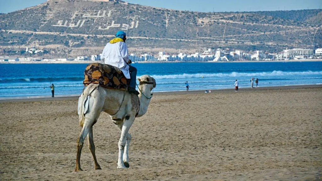 Agadir Camel Riding